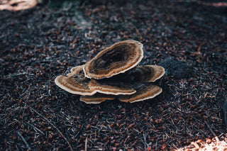 Grzyb Reishi – właściwości i działanie