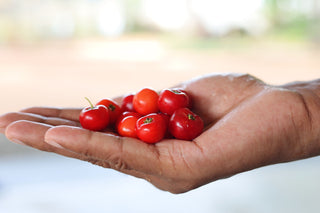 Acerola – właściwości, zastosowanie i działanie