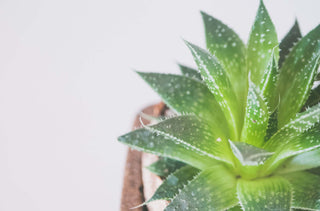 Aloes – właściwości, zastosowanie i działanie