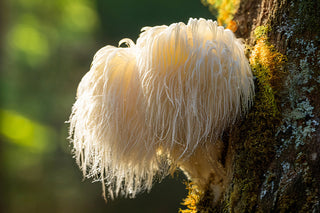 Soplówka jeżowata – niepozorny grzyb o szerokim działaniu