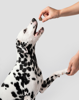 Probiotics for dogs karma uzupełniająca dla psów na trawienie, układ pokarmowy i odporność Oggo 180 g - 6