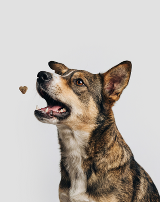 Probiotics for dogs karma uzupełniająca dla psów na trawienie, układ pokarmowy i odporność Oggo 180 g - 3